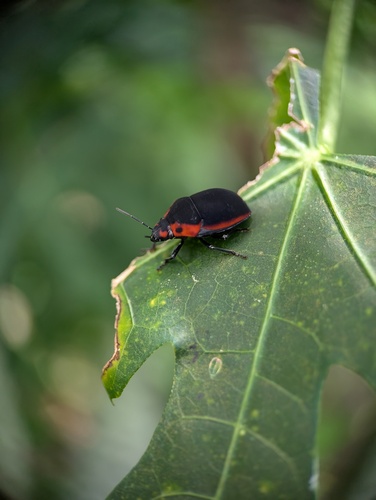 Tiridates rubrocinctus