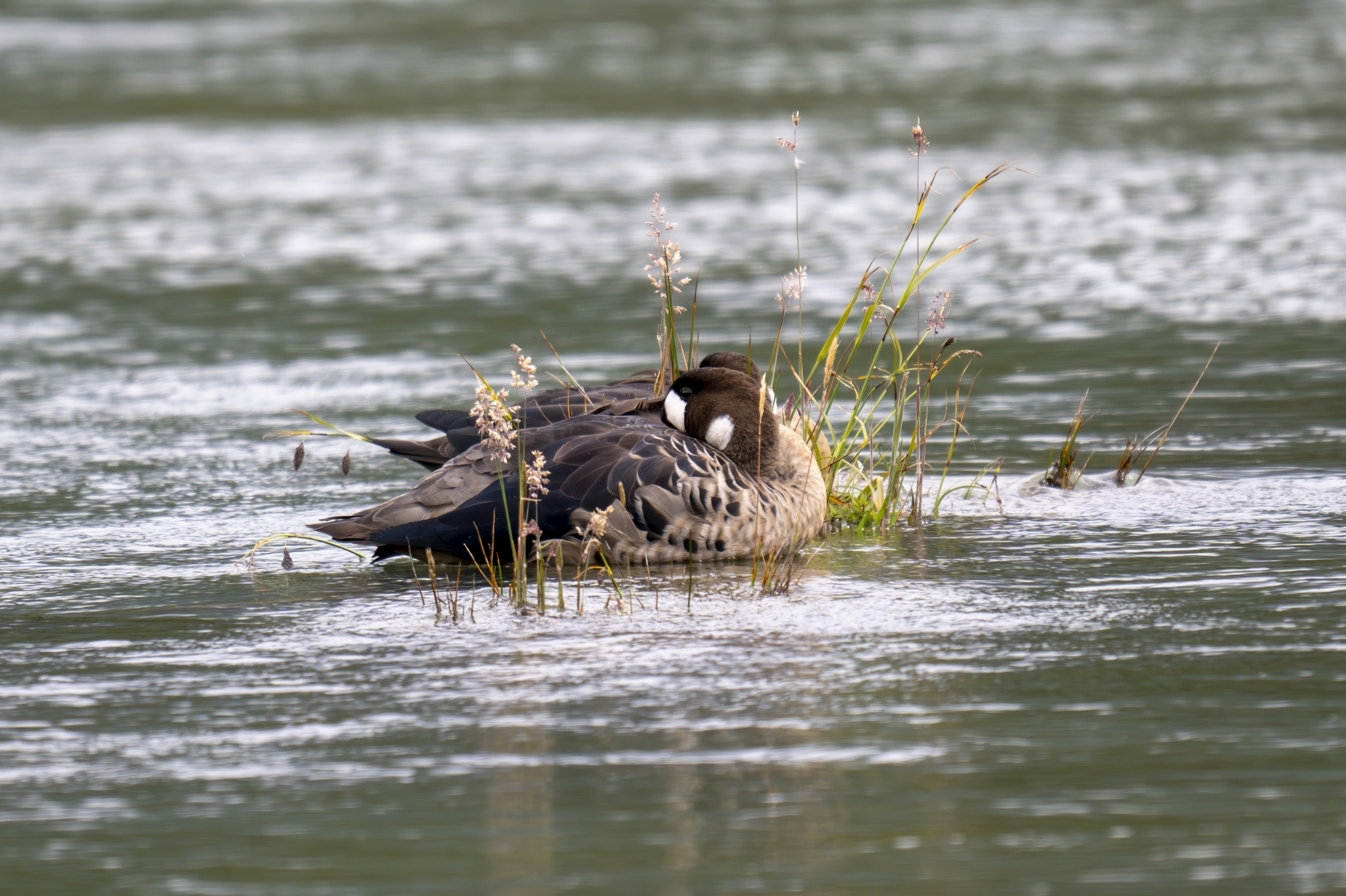 Bronze-winged Duck (Speculanas specularis), photo 4
