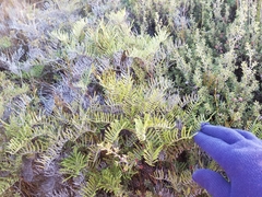 Gleichenia inclusisora