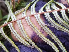 Gleichenia inclusisora
