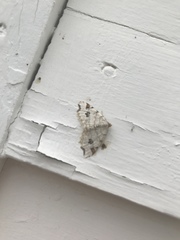 Macaria notata