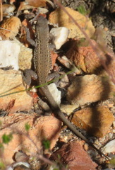 Pedioplanis lineoocellata