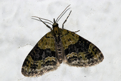 Acasis viretata