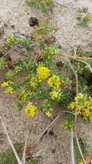 Galium arenarium