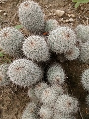 Mammillaria haageana meissneri