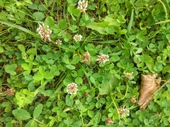 Trifolium repens