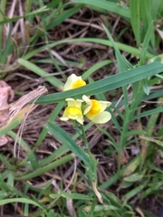 Linaria vulgaris