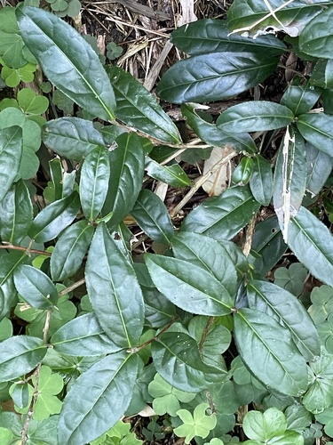 Foto de Chá