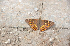 Apatura bieti