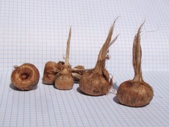Crocus sativus