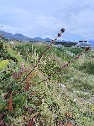 Image of Acaena pinnatifida by no rights reserved