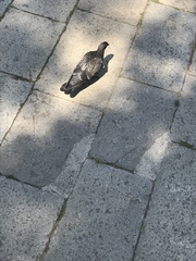 Columba livia domestica