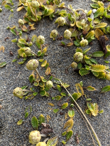Image of Leptinella scariosa by no rights reserved