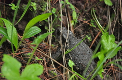 Bufo