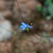 Lobelia chamaepitys