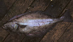 Greenland Halibut photo 4