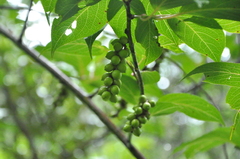 Stachyurus