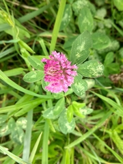 Trifolium pratense