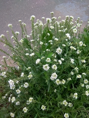 Berteroa incana