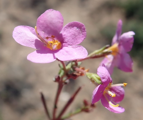 Chaenostoma violaceum (Chaenostoma violaceum)