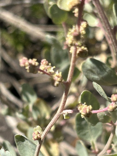 Cape Saltbush (Atriplex vestita)