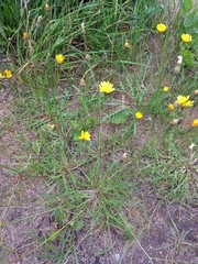 Scorzoneroides autumnalis