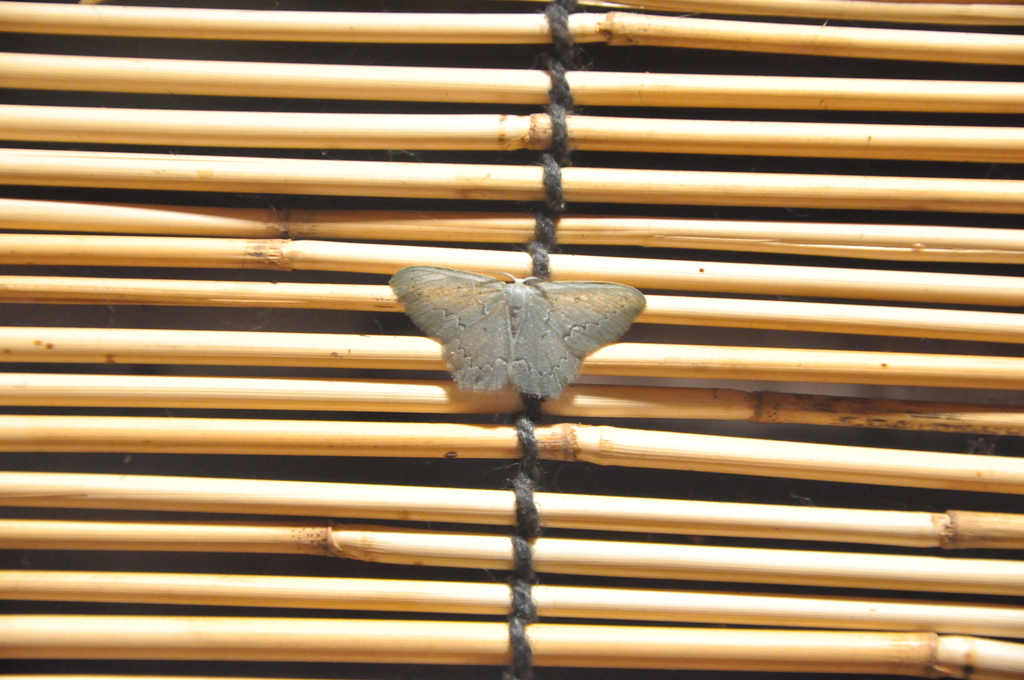 Jodis inumbrata