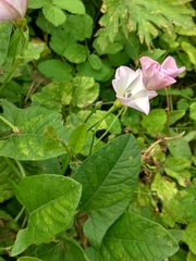 Convolvulus arvensis