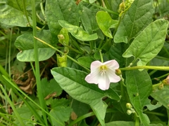 Convolvulus arvensis