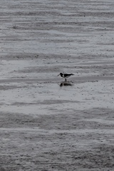 Haematopus ostralegus