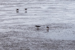 Haematopus ostralegus