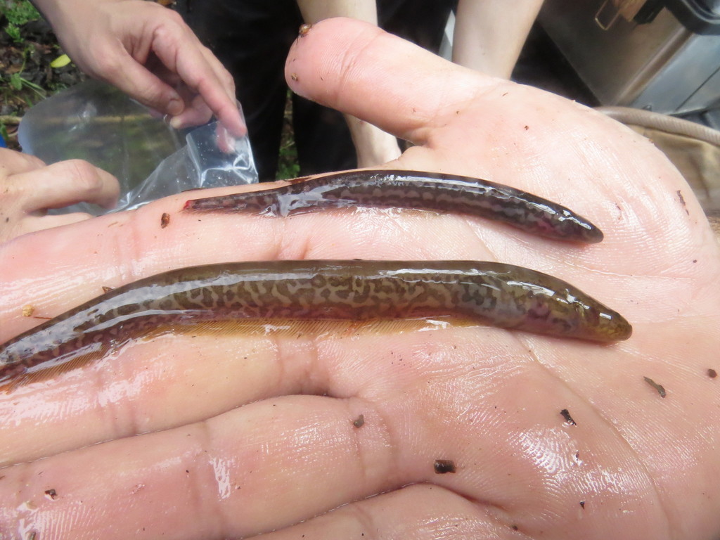 Panther Knifefish