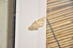 Laciniodes denigrata