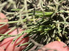 Limonium scabrum