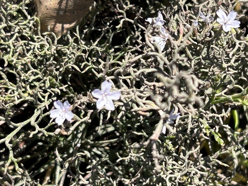 Limonium scabrum, photograph 1