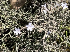 Limonium scabrum, photograph (c) Christina, some rights reserved (CC BY)
