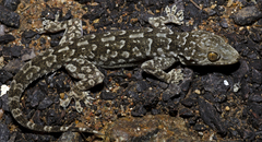 Hemidactylus yajurvedi