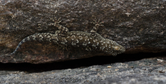 Hemidactylus yajurvedi