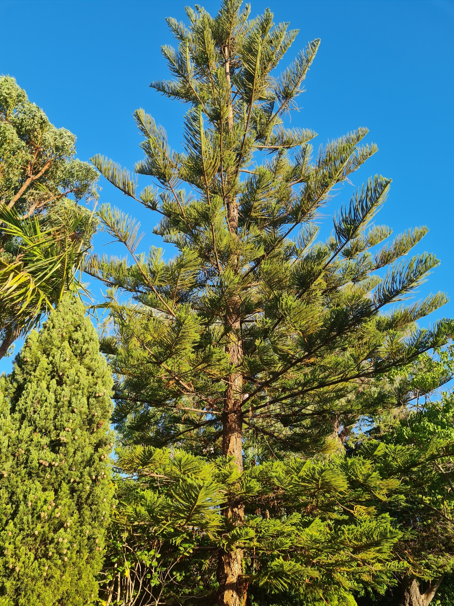 Imagem de Pinheiro-de-Norfolk