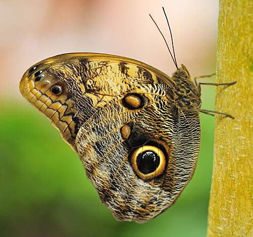 Pale Owl-Butterfly