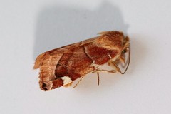 Cosmia diffinis