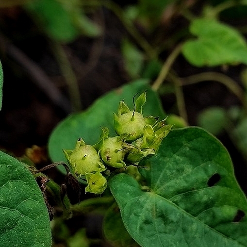 Imagem de Corda-de-viola