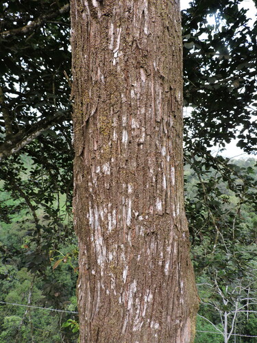 Image of Terminalia amazonia by (c) Fabrício Mil Homens Riella, some rights reserved (CC BY)