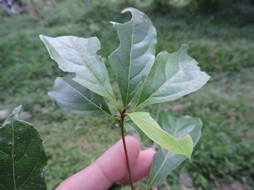Terminalia amazonia - Habitat