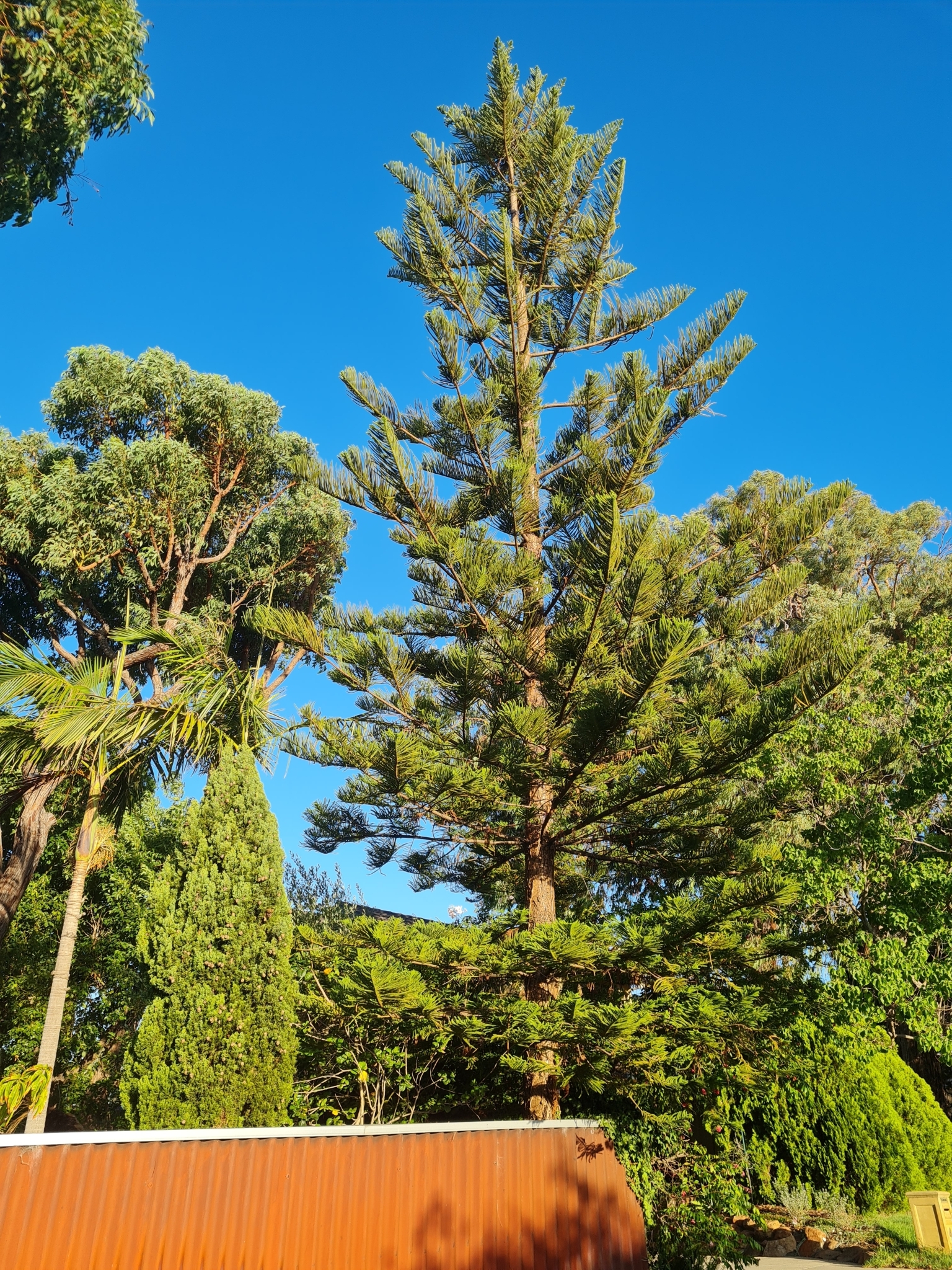 Imagem de Pinheiro-de-Norfolk