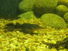 Pseudoplatystoma