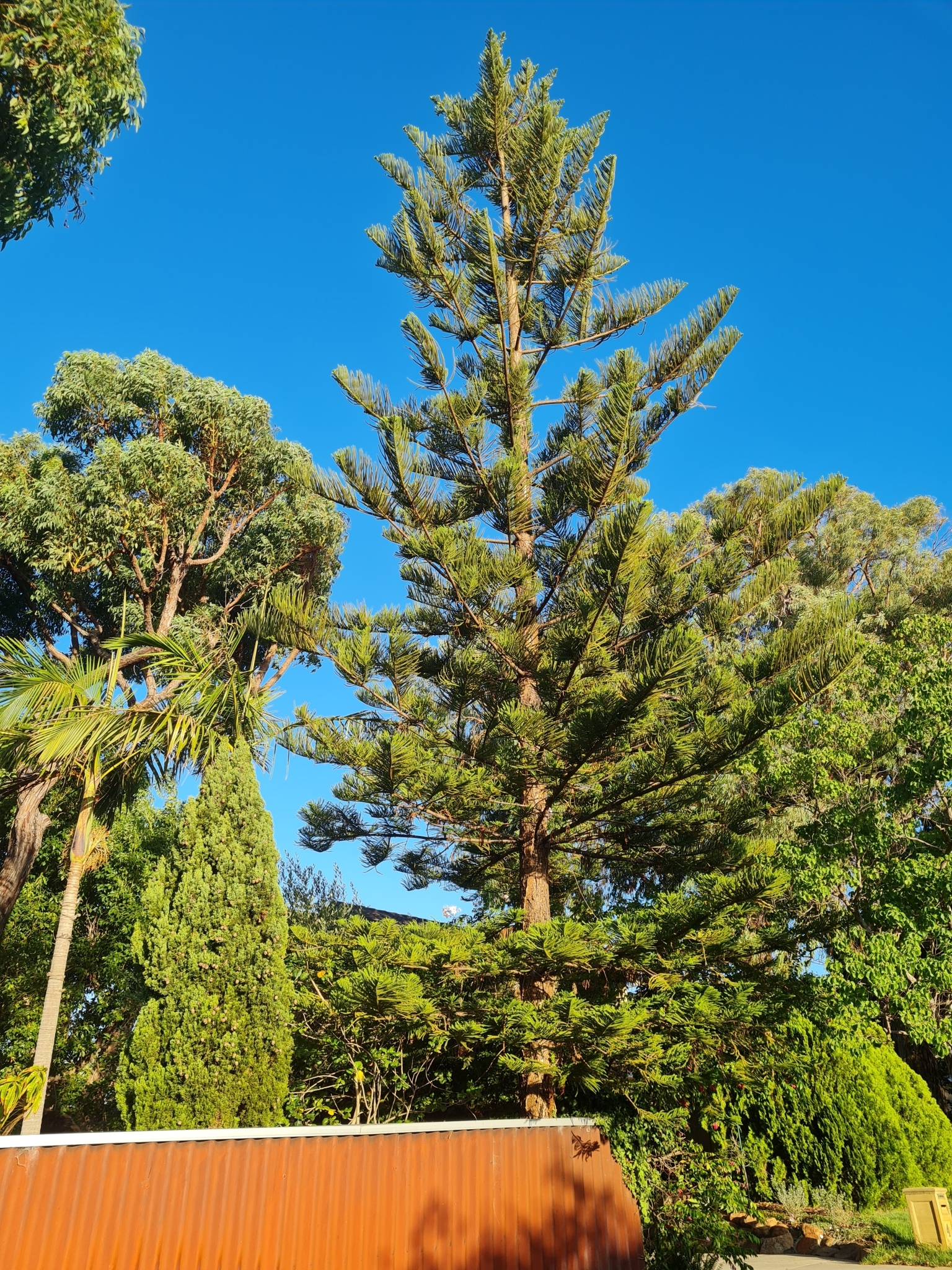 Imagem de Pinheiro-de-Norfolk