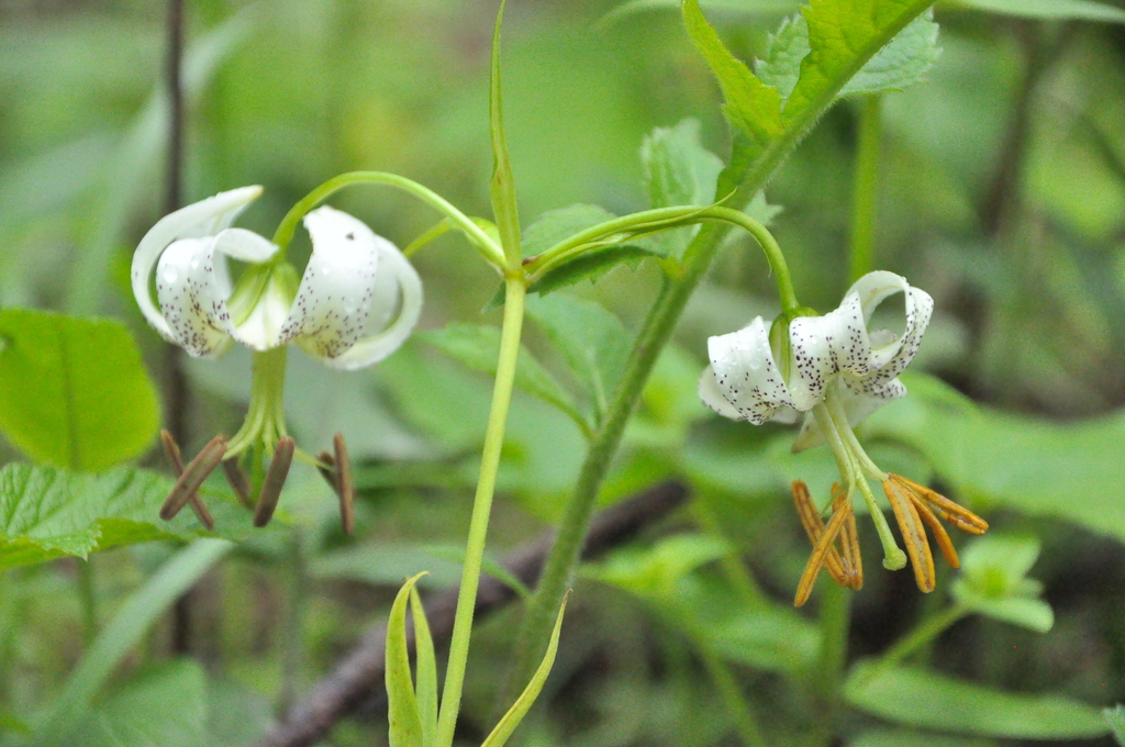 Lilium taliense