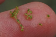 Wolffia brasiliensis