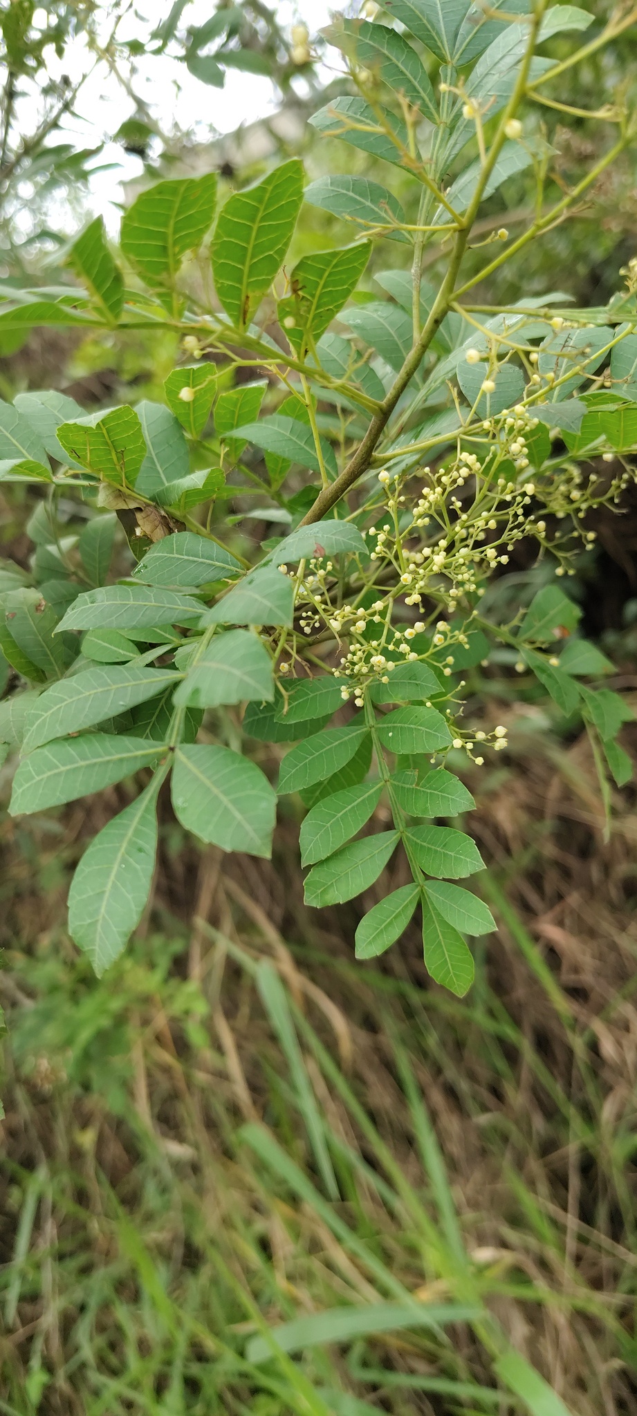Schinus terebinthifolia